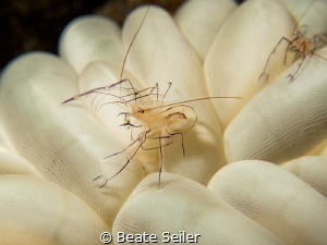 Bubble coral shrimp by Beate Seiler 